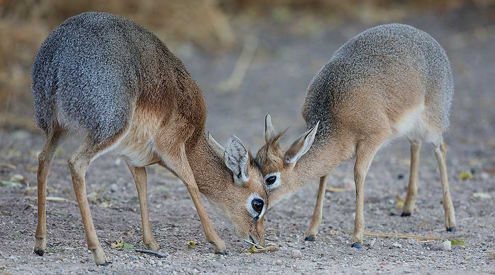 Damara Dikdik female and young